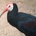 Bald Ibis